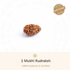 1 Mukhi Rudraksha - Indonesia