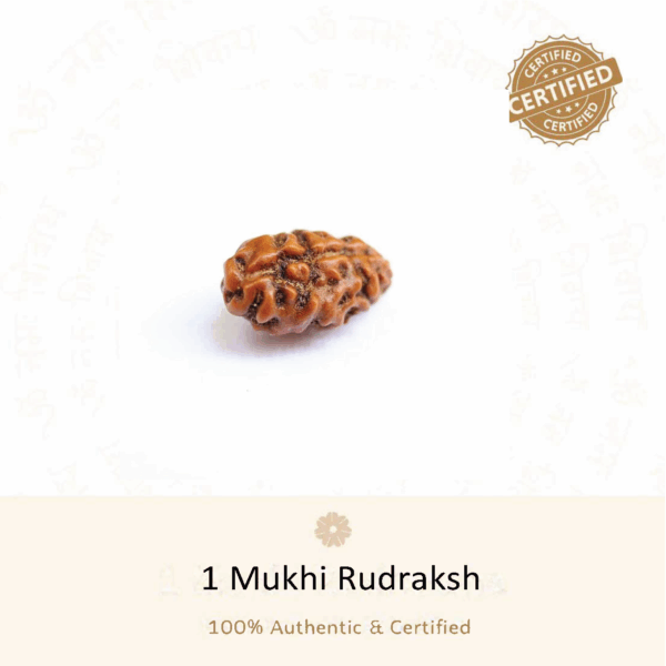 1 Mukhi Rudraksha - Indonesia