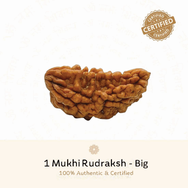 1 Mukhi Rudraksh - Bada Dana