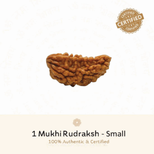 1 Mukhi Rudraksh - Chhota Dana