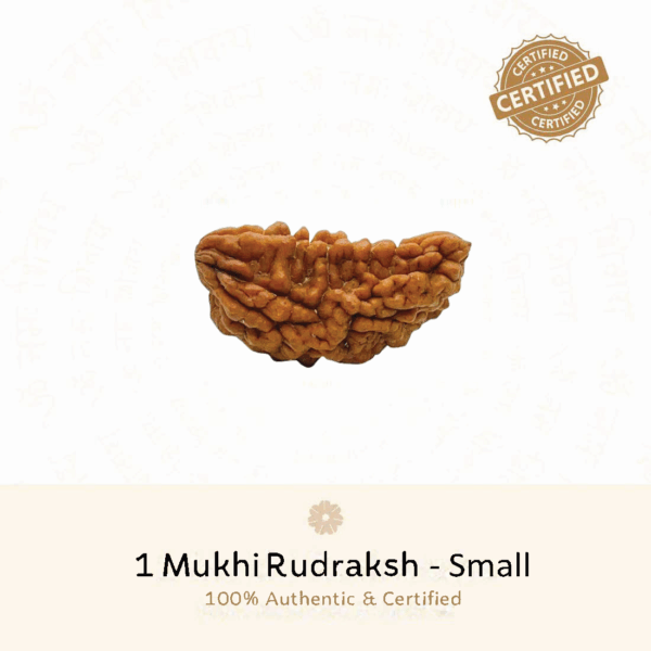 1 Mukhi Rudraksh - Chhota Dana