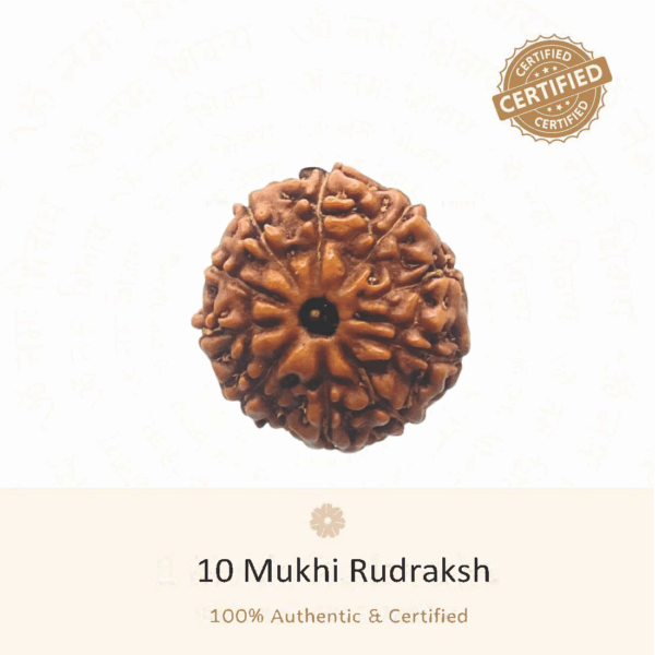 10 Mukhi Rudraksha - Indonesia