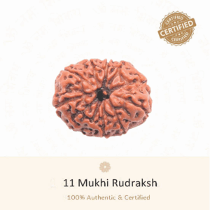 11 Mukhi Rudraksha - Indonesia