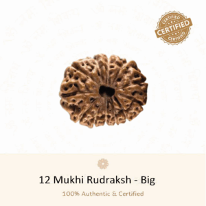 12 Mukhi Rudraksha(Big) - Indonesia
