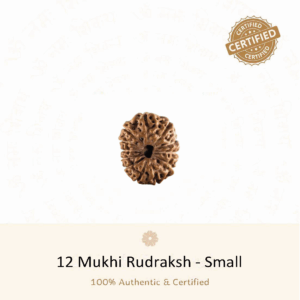 12 Mukhi Rudraksha(Small) - Indonesia