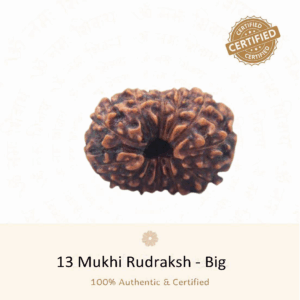 13 Mukhi Rudraksha(Big) - Indonesia