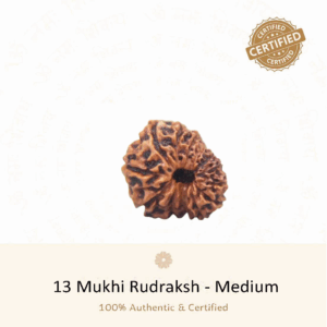 13 Mukhi Rudraksha(Medium) - Indonesia