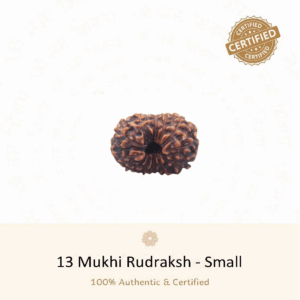 13 Mukhi Rudraksha(Small) - Indonesia
