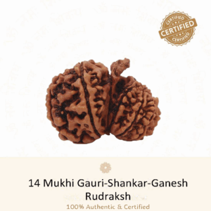 14 Mukhi Gauri Shankar Ganesh Rudraksh - Very Rare Rudraksh
