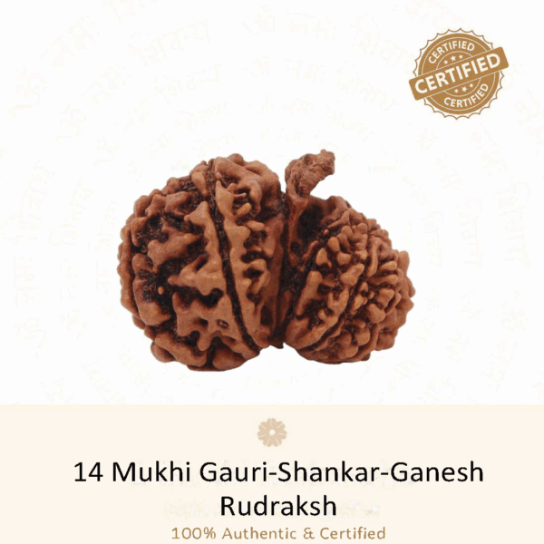 14 Mukhi Gauri Shankar Ganesh Rudraksh - Very Rare Rudraksh