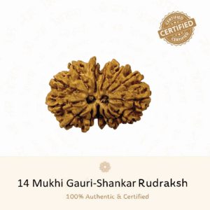 14 Mukhi Gauri Shankar Rudraksh