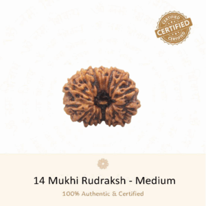 14 Mukhi Rudraksha(Medium) - Indonesia