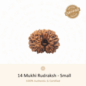 14 Mukhi Rudraksha(Small) - Indonesia