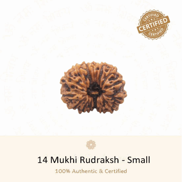 14 Mukhi Rudraksha(Small) - Indonesia
