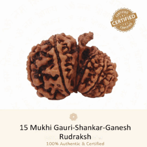 15 mukhi Gauri Shankar Ganesh Rudraksh - Very Rare Rudraksh