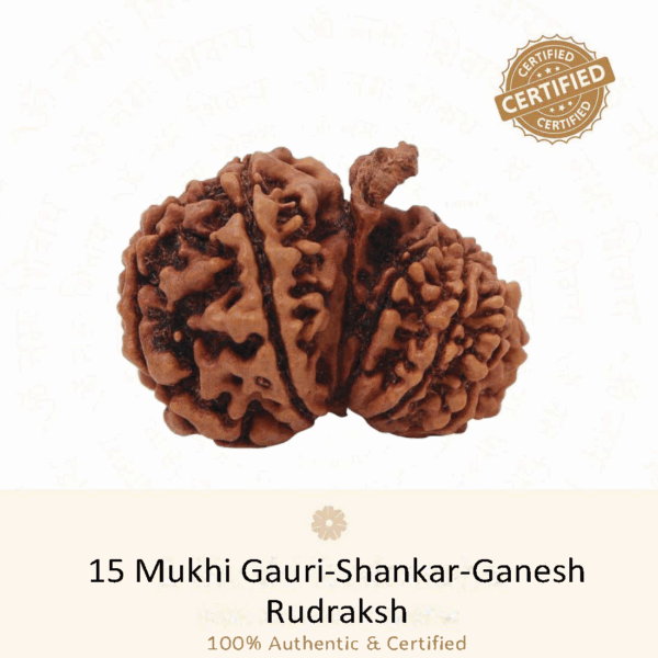 15 mukhi Gauri Shankar Ganesh Rudraksh - Very Rare Rudraksh