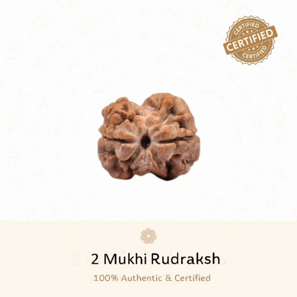 2 Mukhi Rudraksh - Nepali