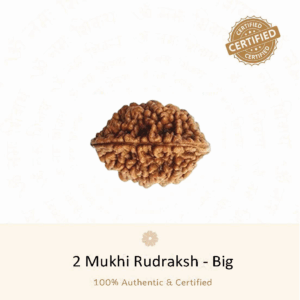 2 Mukhi Rudraksha Big - Indonesia