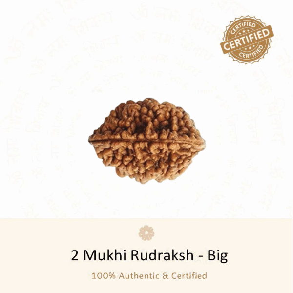 2 Mukhi Rudraksha Big - Indonesia