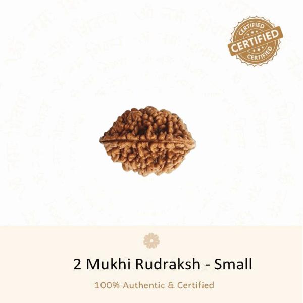 2 Mukhi Rudraksha Small - Indonesia