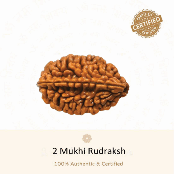 2 Mukhi Rudraksh - Haridwar