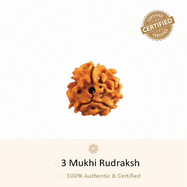 3 Mukhi Rudraksha - Indonesia