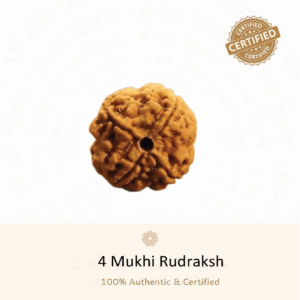 4 Mukhi Rudraksha - Indonesia