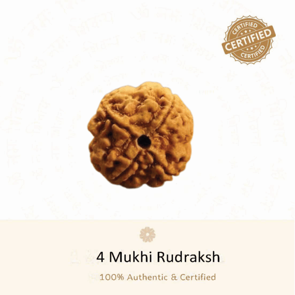 4 Mukhi Rudraksha - Indonesia