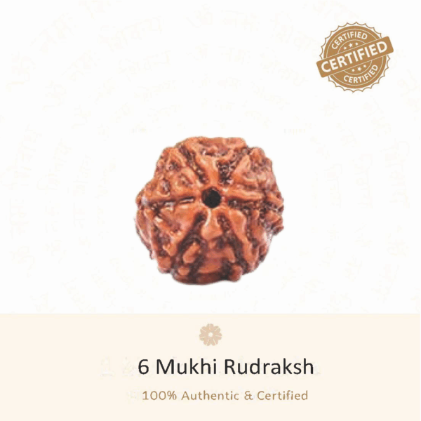 6 Mukhi Rudraksha - Indonesia