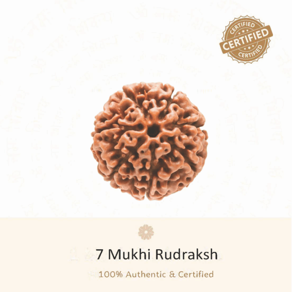 7 Mukhi Rudraksha - Indonesia