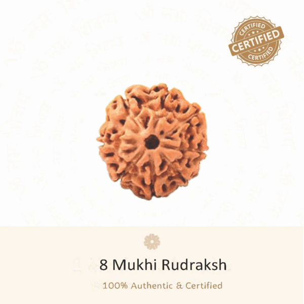 8 Mukhi Rudraksha - Indonesia