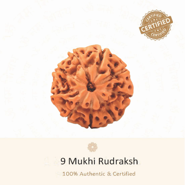9 Mukhi Rudraksha - Indonesia