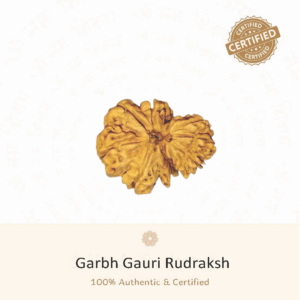 Garbh Gauri Rudraksha - Indonesia