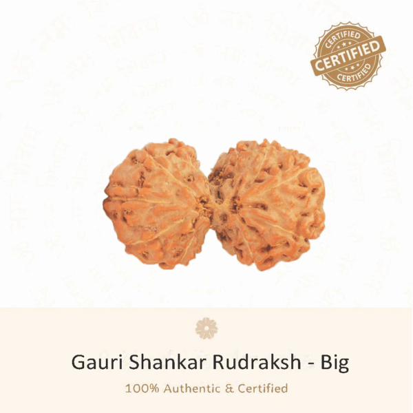 Gauri Shankar Rudraksha(Big) - Indonesia