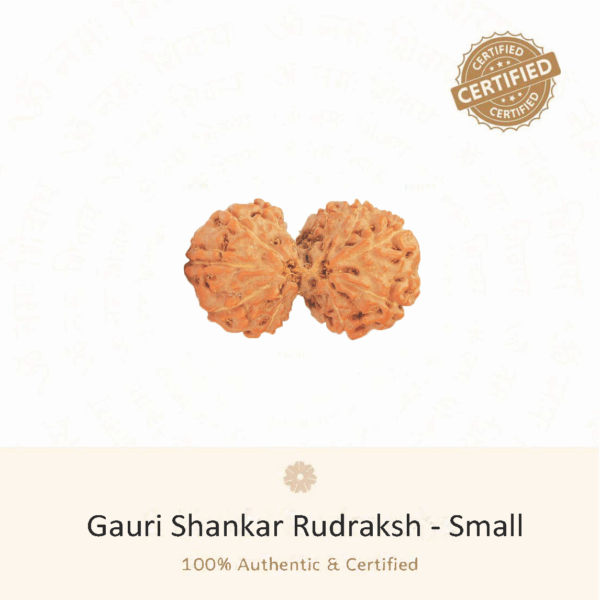Gauri Shankar Rudraksha(Small) - Indonesia