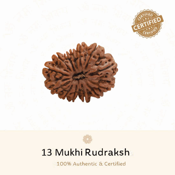 13 Mukhi Rudraksh