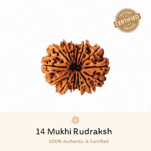 14 Mukhi Rudraksh