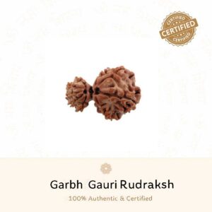 Garbh Gauri Rudraksh