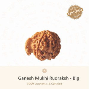 Ganesh Rudraksha(Big) - Indonesia