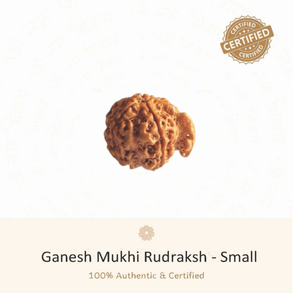 Ganesh Rudraksha(Small) - Indonesia